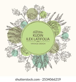 Background with holly broadleaf: plant, kudin leaves and holly broadleaf dry leaves. Kudin tea. Vector hand drawn illustration.