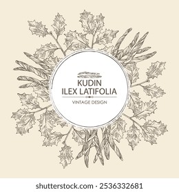 Background with holly broadleaf: plant, kudin leaves and holly broadleaf dry leaves. Kudin tea. Vector hand drawn illustration.