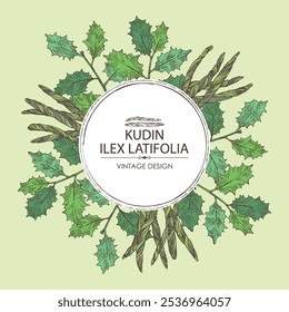 Background with holly broadleaf: plant, kudin leaves and holly broadleaf dry leaves. Kudin tea. Vector hand drawn illustration.