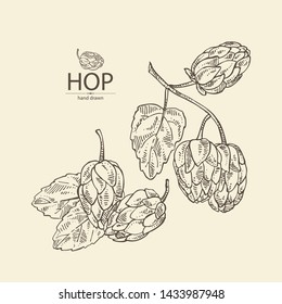 Background with hops: plant and cone of hops. Cosmetic and medical plant. Vector hand drawn illustration