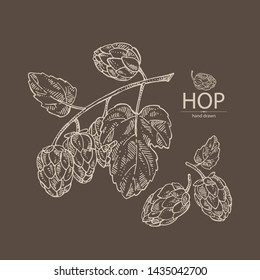 Background with hops: plant and cone of hops. Cosmetic and medical plant. Vector hand drawn illustration