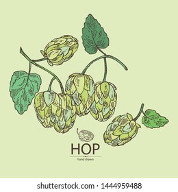 Background with hops: plant and cone of hops. Cosmetic and medical plant. Vector hand drawn illustration