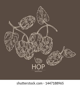 Background with hops: plant and cone of hops. Cosmetic and medical plant. Vector hand drawn illustration