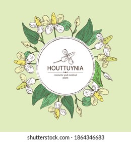 Background with houttuynia: houttuynia flowers and leaves. Houttuynia cordata, Cosmetic and medical plant. Vector hand drawn illustration