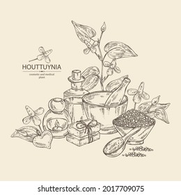 Background with houttuynia: houttuynia flowers and leaves. Houttuynia cordata, Oil, soap and bath salt . Cosmetics and medical plant. Vector hand drawn illustration