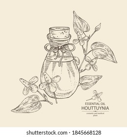 Background with houttuynia plant and flowers and bottle of houttuynia essential oil. Houttuynia cordata. Cosmetic, perfumery and medical plant. Vector hand drawn illustration.