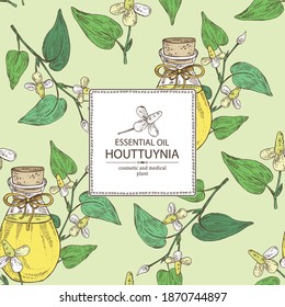 Background with houttuynia plant and flowers and bottle of houttuynia essential oil. Houttuynia cordata. Cosmetic, perfumery and medical plant. Vector hand drawn illustration.