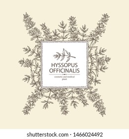 Background with hyssopus officinalis: hyssop flower and branch. Cosmetic and medical plant. Vector hand drawn illustration.