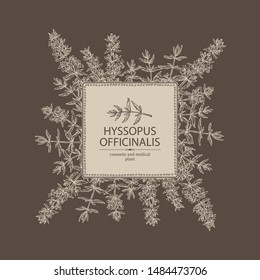 Background with hyssopus officinalis: hyssop flower and branch. Cosmetic and medical plant. Vector hand drawn illustration.