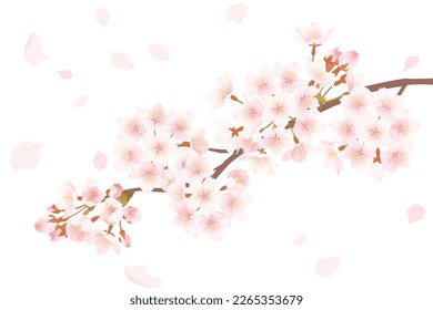 Background illustration of cherry blossoms and falling petals