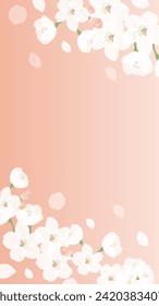 Hintergrundgrafik von Kirschblüten in voller Blüte