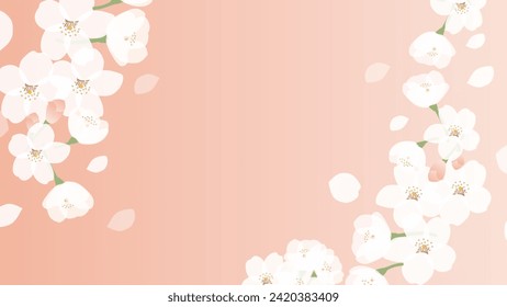 Background illustration of cherry blossoms in full bloom