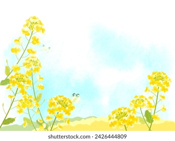 Background illustration of rape blossoms and blue sky