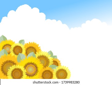 Background illustration where various sunflower flowers are blooming under the blue sky