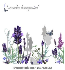 Background with the image of lavender and wildflowers and herbs. Plants and their silhouettes are located at the bottom of the picture on a white background. Lettering lavender background. Vector