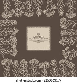 Background with immortelle: helichrysum arenarium plant, leaves and immortelle flowers. Helichrysum arenarium. Cosmetic, perfumery and medical plant. Vector hand drawn illustration
