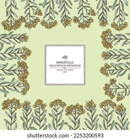 Background with immortelle: helichrysum arenarium plant, leaves and immortelle flowers. Helichrysum arenarium. Cosmetic, perfumery and medical plant. Vector hand drawn illustration