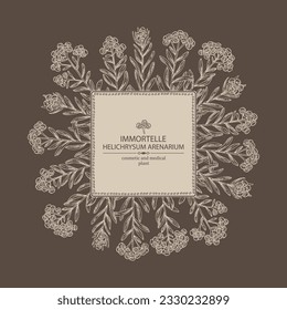 Background with immortelle: helichrysum arenarium plant, leaves and immortelle flowers. Helichrysum arenarium. Cosmetic, perfumery and medical plant. Vector hand drawn illustration