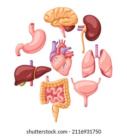 Background with internal organs. Human body anatomy. Health care and medical design.