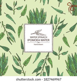 Background with Ipomoea water: leaves, plant of Ipomoea water and bunch of water spinach. Vector hand drawn illustration