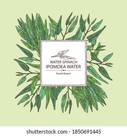 Background with Ipomoea water: leaves, plant of Ipomoea water and bunch of water spinach. Vector hand drawn illustration