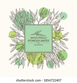 Background with Ipomoea water: leaves, plant of Ipomoea water and bunch of water spinach. Vector hand drawn illustration