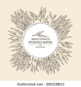 Background with Ipomoea water: leaves, plant of Ipomoea water and bunch of water spinach. Vector hand drawn illustration