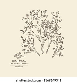 Background with irish moss: irish moss seaweed. Edible seaweed. Vector hand drawn illustration.