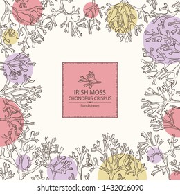 Background with irish moss: irish moss seaweed. Edible seaweed. Vector hand drawn illustration.