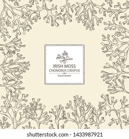 Background with irish moss: irish moss seaweed. Edible seaweed. Vector hand drawn illustration.