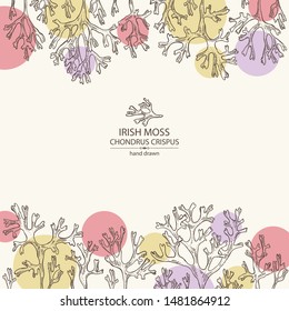 Background with irish moss: irish moss seaweed. Edible seaweed. Vector hand drawn illustration.