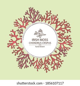 Background with irish moss: irish moss seaweed. Edible seaweed. Vector hand drawn illustration.