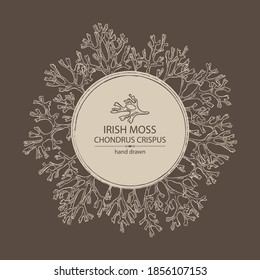 Background with irish moss: irish moss seaweed. Edible seaweed. Vector hand drawn illustration.