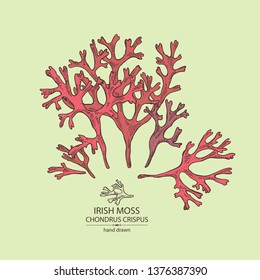 Background with irish moss: irish moss seaweed. Red edible seaweed. Vector hand drawn illustration.