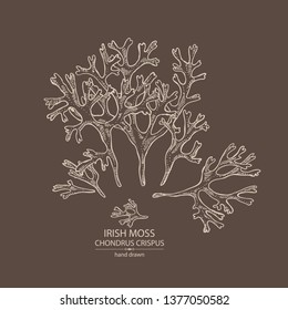 Background with irish moss: irish moss seaweed. Red edible seaweed. Vector hand drawn illustration.