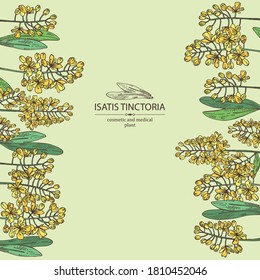 Background with isatis tinctoria: branch, isatis tinctoria flowers and leaves. Cosmetic and medical plant. Vector hand drawn illustration. 