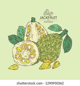 Background with jackfruit: fruit and jackfruit slice. Vector hand drawn illustration.