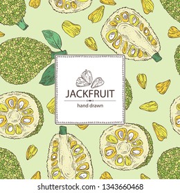 Background with jackfruit: fruit and jackfruit slice. Vector hand drawn illustration