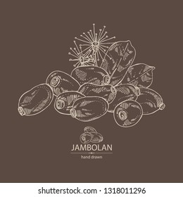 Background with jambolan: jambolan fruit and leaves. Vector hand drawn illustration.