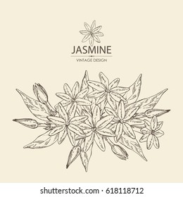 Background with jasmine. Cosmetic, perfumery and medical plant. hand drawn