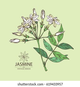 Jasminum sambac Images, Stock Photos & Vectors | Shutterstock