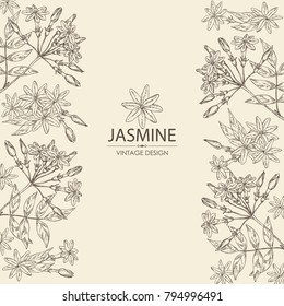 Background With Jasmine: Flower And Leaves.Cosmetic, Perfumery And Medical Plant. Vector Hand Drawn Illustration.