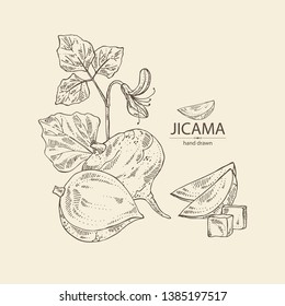 Background with jicama: tuber of jicama, leaves, flower and slice. Pachyrhizus erosus.  Vector hand drawn illustration.