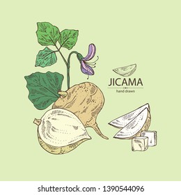 Background with jicama: tuber of jicama, leaves, flower and slice. Pachyrhizus erosus. Vector hand drawn illustration.