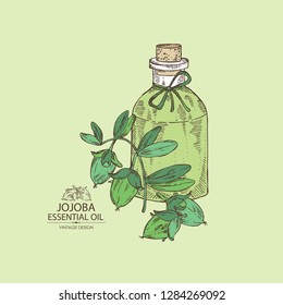 Background with jojoba nuts and bottle of essential oil. Cosmetic, perfumery and medical plant. Vector hand drawn 