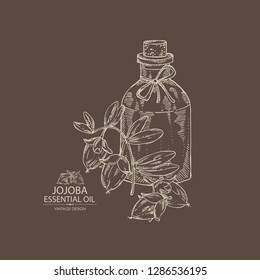 Background with jojoba nuts and bottle of essential oil. Cosmetic, perfumery and medical plant. Vector hand drawn 