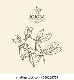 Background with jojoba nuts and branch. Cosmetics and medical plant. hand drawn.
