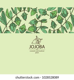 Background with jojoba: nuts, branch and fruit. Cosmetics and medical plant. Vector hand drawn illustration