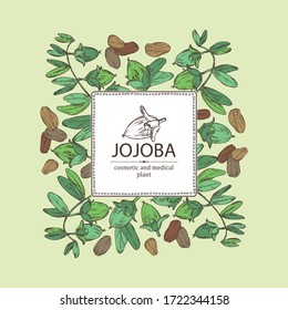 Antecedentes en jojoba: nueces, ramas y frutas. Cosméticos y plantas médicas. Ilustración dibujada a mano por el vector