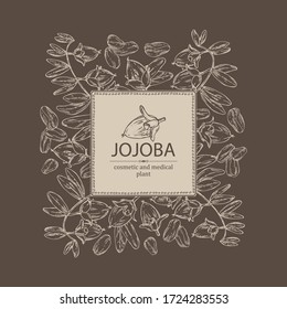 Background with jojoba: nuts, branch and fruit. Cosmetics and medical plant. Vector hand drawn illustration